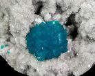 Spectacular Blue Cavansite Clusters on Stilbite - India #64821-3
